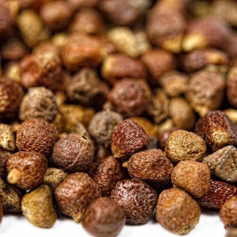 Grains of Paradise (Aframomum melegueta)